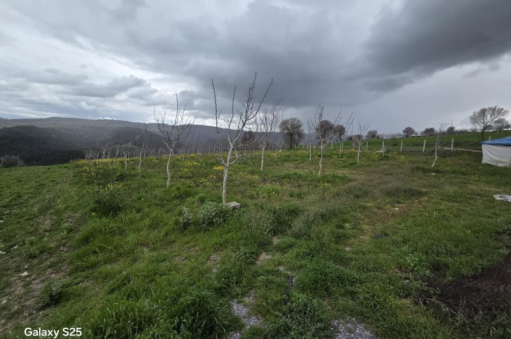 C21 BAL'DAN DİŞBUDAK'TA 13321 M2 ASFALTA CEPHE SATILIK CEVİZLİK