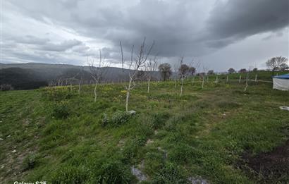 C21 BAL'DAN DİŞBUDAK'TA 13321 M2 ASFALTA CEPHE SATILIK CEVİZLİK