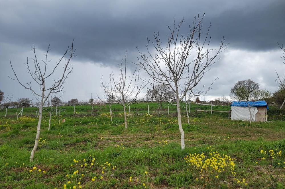 C21 BAL'DAN DİŞBUDAK'TA 13321 M2 ASFALTA CEPHE SATILIK CEVİZLİK