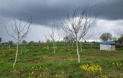 C21 BAL'DAN DİŞBUDAK'TA 13321 M2 ASFALTA CEPHE SATILIK CEVİZLİK