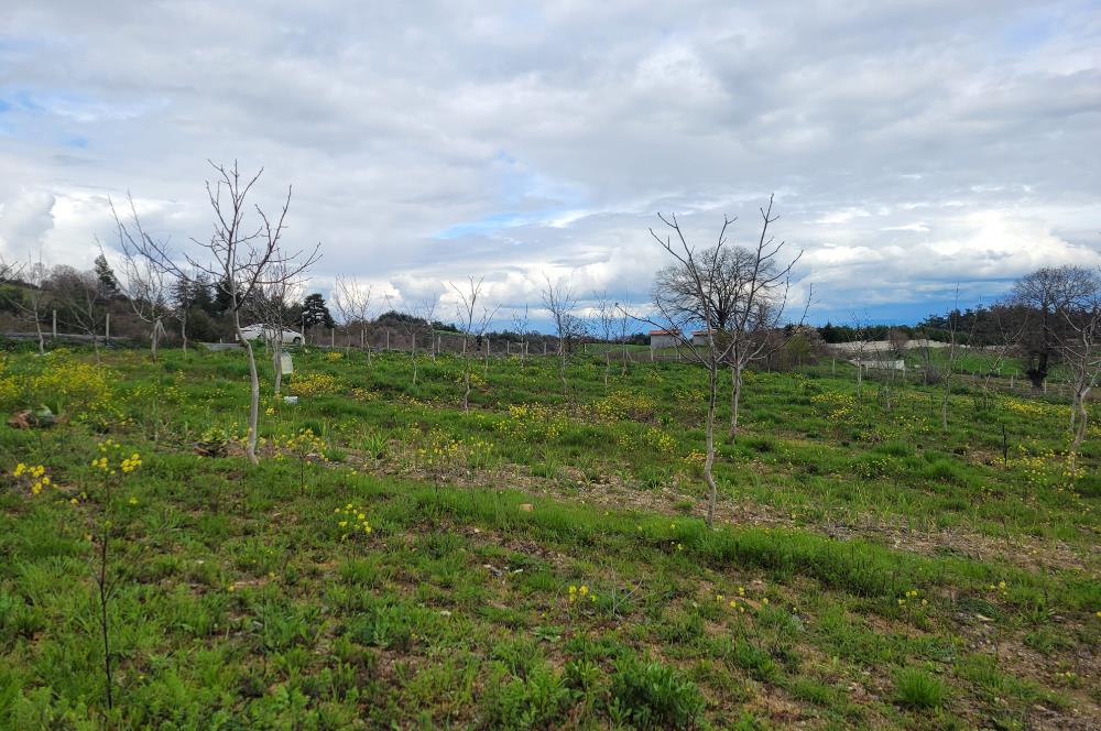 C21 BAL'DAN DİŞBUDAK'TA 13321 M2 ASFALTA CEPHE SATILIK CEVİZLİK