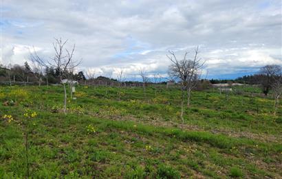 C21 BAL'DAN DİŞBUDAK'TA 13321 M2 ASFALTA CEPHE SATILIK CEVİZLİK