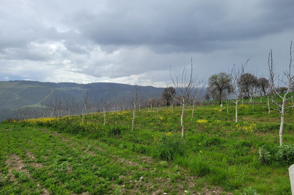 C21 BAL'DAN DİŞBUDAK'TA 13321 M2 ASFALTA CEPHE SATILIK CEVİZLİK