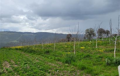 C21 BAL'DAN DİŞBUDAK'TA 13321 M2 ASFALTA CEPHE SATILIK CEVİZLİK