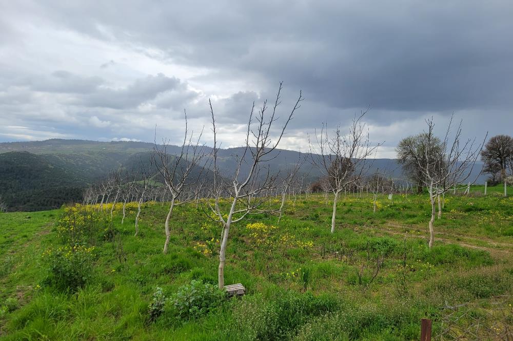 C21 BAL'DAN DİŞBUDAK'TA 13321 M2 ASFALTA CEPHE SATILIK CEVİZLİK