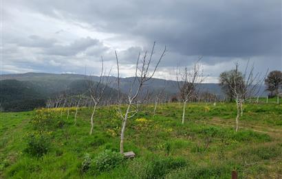 C21 BAL'DAN DİŞBUDAK'TA 13321 M2 ASFALTA CEPHE SATILIK CEVİZLİK