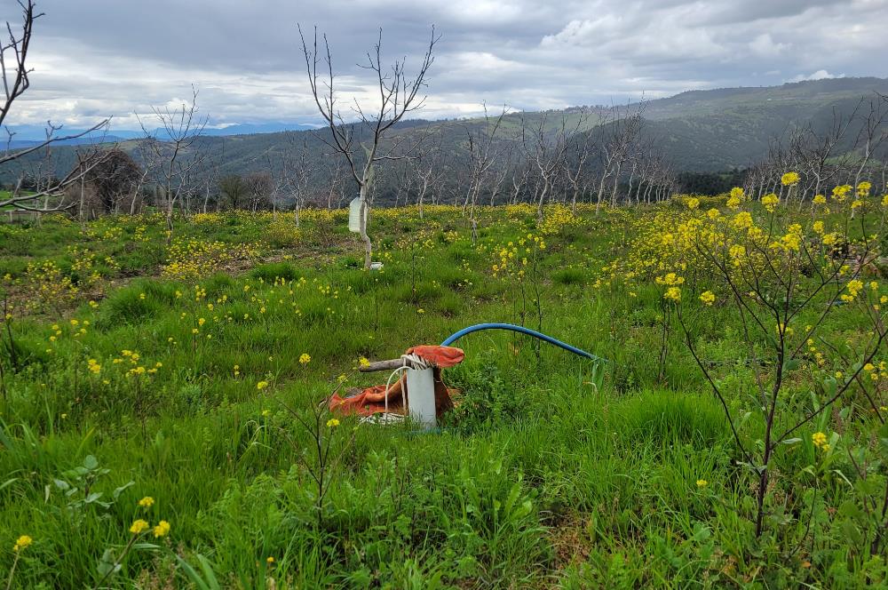 C21 BAL'DAN DİŞBUDAK'TA 13321 M2 ASFALTA CEPHE SATILIK CEVİZLİK