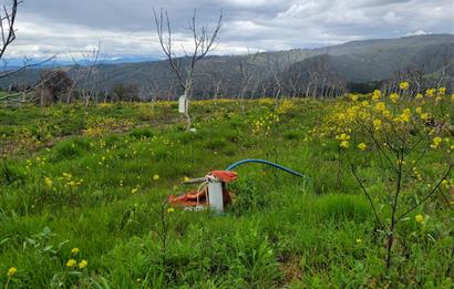 C21 BAL'DAN DİŞBUDAK'TA 13321 M2 ASFALTA CEPHE SATILIK CEVİZLİK