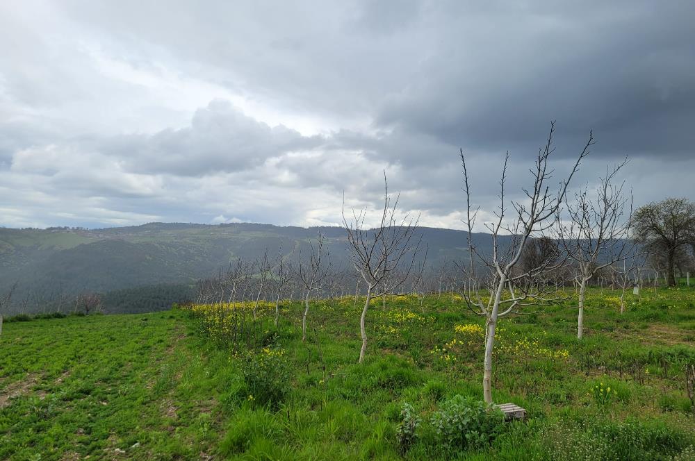 C21 BAL'DAN DİŞBUDAK'TA 13321 M2 ASFALTA CEPHE SATILIK CEVİZLİK