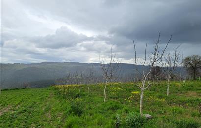 C21 BAL'DAN DİŞBUDAK'TA 13321 M2 ASFALTA CEPHE SATILIK CEVİZLİK