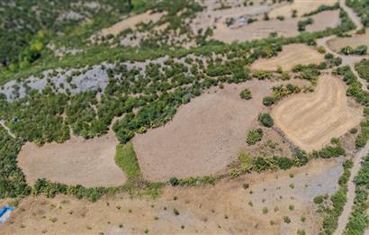 C21 LOCA'DAN KEPSUT SAYACIK MAHALLESİNDE 4323 M2 SATILIK TARLA