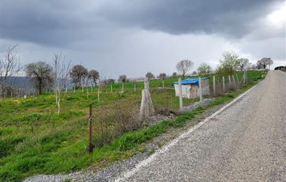 C21 BAL'DAN DİŞBUDAK'TA 13321 M2 ASFALTA CEPHE SATILIK CEVİZLİK