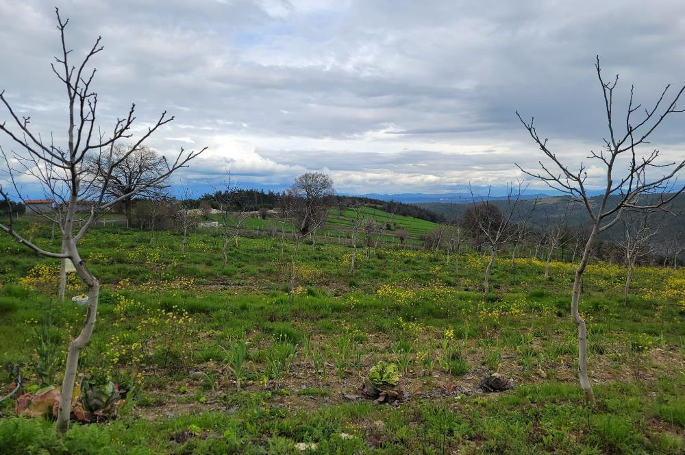 C21 BAL'DAN DİŞBUDAK'TA 13321 M2 ASFALTA CEPHE SATILIK CEVİZLİK