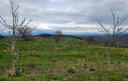 C21 BAL'DAN DİŞBUDAK'TA 13321 M2 ASFALTA CEPHE SATILIK CEVİZLİK