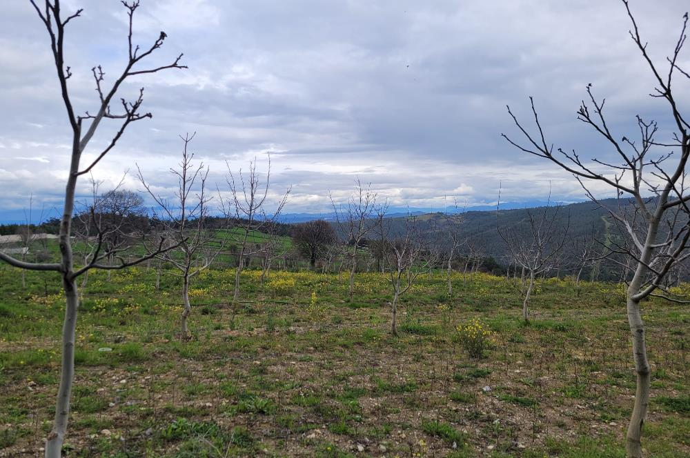 C21 BAL'DAN DİŞBUDAK'TA 13321 M2 ASFALTA CEPHE SATILIK CEVİZLİK