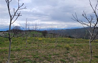 C21 BAL'DAN DİŞBUDAK'TA 13321 M2 ASFALTA CEPHE SATILIK CEVİZLİK