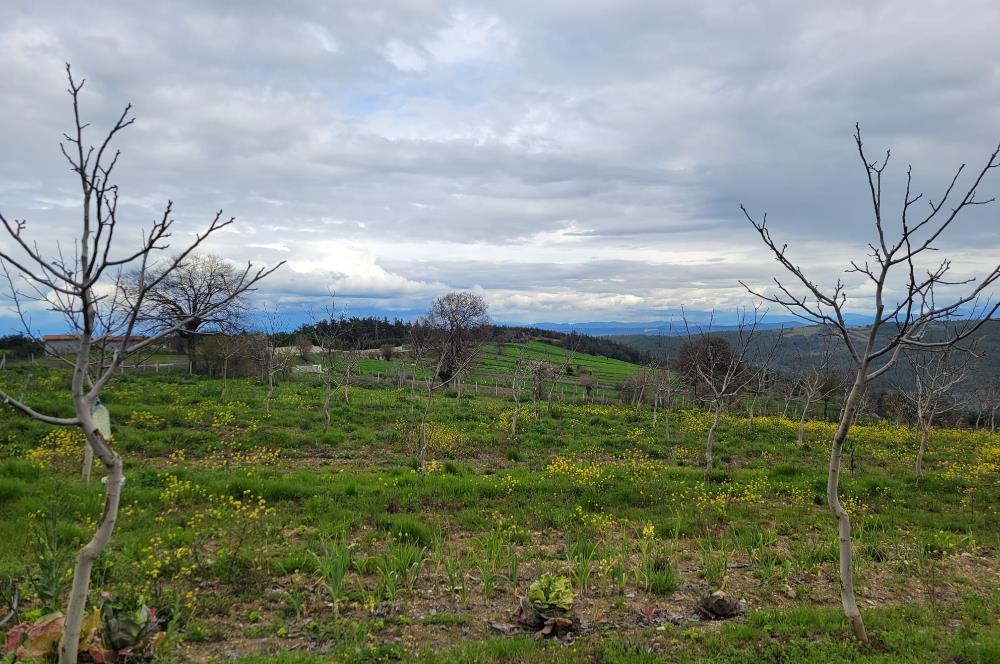 C21 BAL'DAN DİŞBUDAK'TA 13321 M2 ASFALTA CEPHE SATILIK CEVİZLİK