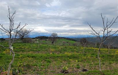 C21 BAL'DAN DİŞBUDAK'TA 13321 M2 ASFALTA CEPHE SATILIK CEVİZLİK