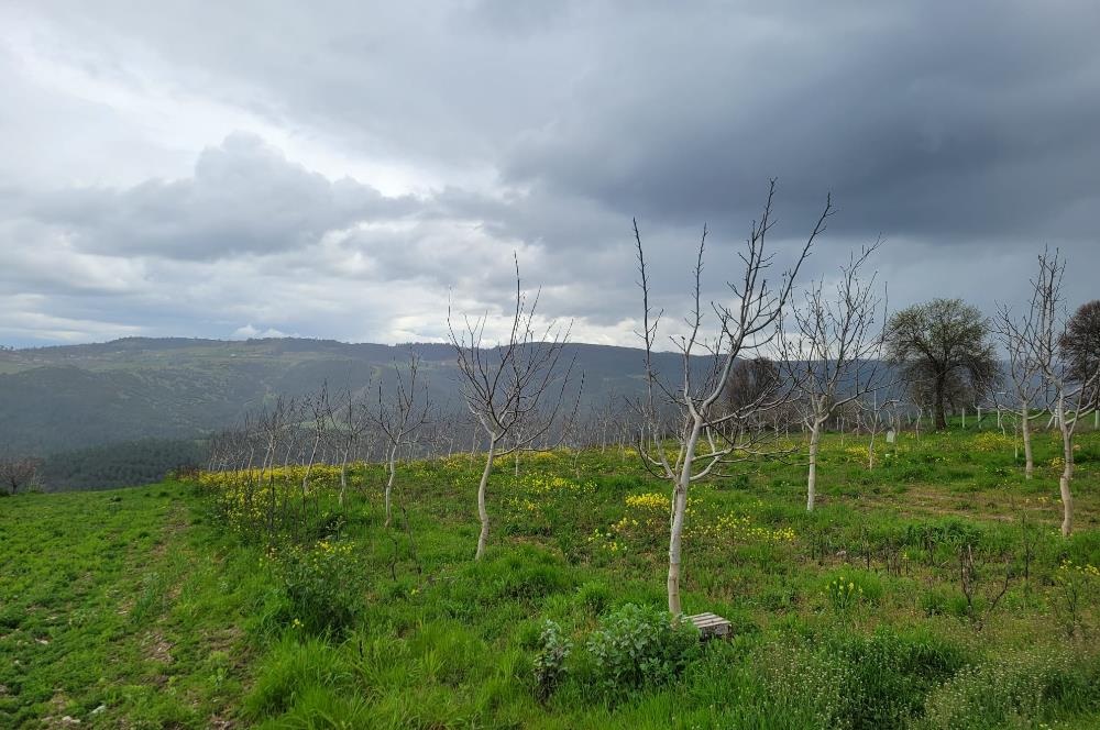 C21 BAL'DAN DİŞBUDAK'TA 13321 M2 ASFALTA CEPHE SATILIK CEVİZLİK