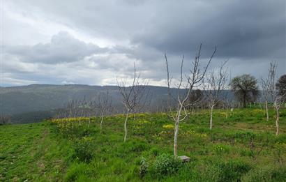 C21 BAL'DAN DİŞBUDAK'TA 13321 M2 ASFALTA CEPHE SATILIK CEVİZLİK