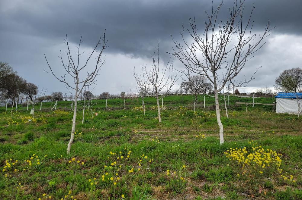C21 BAL'DAN DİŞBUDAK'TA 13321 M2 ASFALTA CEPHE SATILIK CEVİZLİK