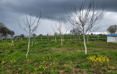 C21 BAL'DAN DİŞBUDAK'TA 13321 M2 ASFALTA CEPHE SATILIK CEVİZLİK