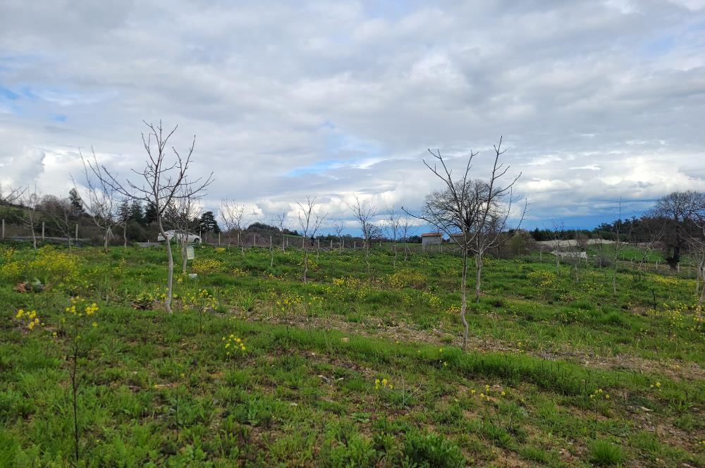 C21 BAL'DAN DİŞBUDAK'TA 13321 M2 ASFALTA CEPHE SATILIK CEVİZLİK