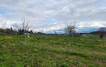 C21 BAL'DAN DİŞBUDAK'TA 13321 M2 ASFALTA CEPHE SATILIK CEVİZLİK