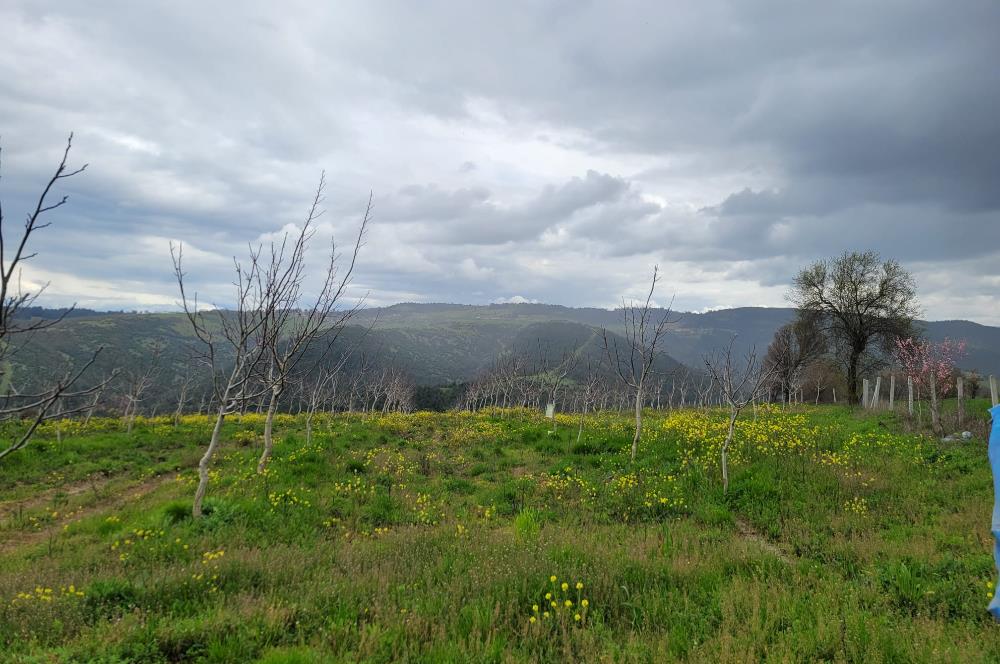 C21 BAL'DAN DİŞBUDAK'TA 13321 M2 ASFALTA CEPHE SATILIK CEVİZLİK