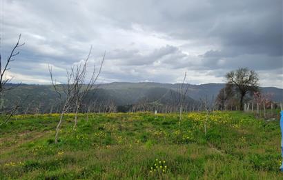 C21 BAL'DAN DİŞBUDAK'TA 13321 M2 ASFALTA CEPHE SATILIK CEVİZLİK