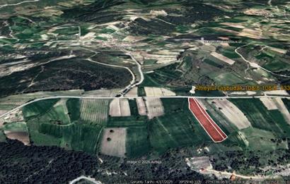 C21 BAL'DAN DİŞBUDAK'TA 13321 M2 ASFALTA CEPHE SATILIK CEVİZLİK