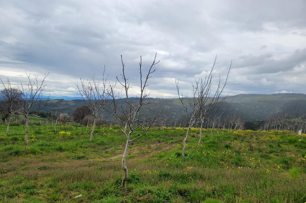 C21 BAL'DAN DİŞBUDAK'TA 13321 M2 ASFALTA CEPHE SATILIK CEVİZLİK