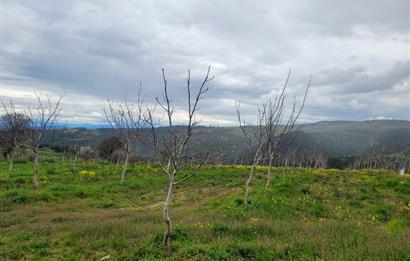 C21 BAL'DAN DİŞBUDAK'TA 13321 M2 ASFALTA CEPHE SATILIK CEVİZLİK