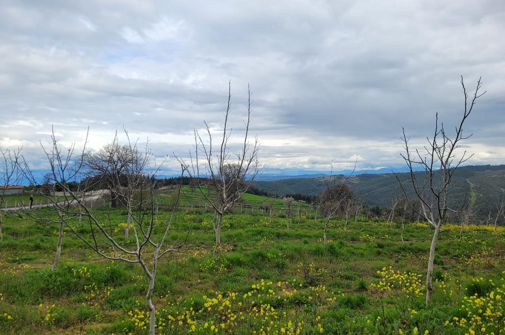 C21 BAL'DAN DİŞBUDAK'TA 13321 M2 ASFALTA CEPHE SATILIK CEVİZLİK