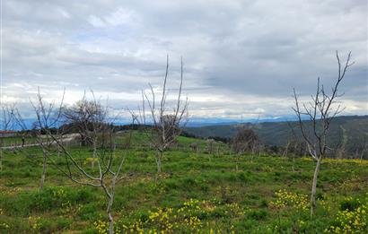 C21 BAL'DAN DİŞBUDAK'TA 13321 M2 ASFALTA CEPHE SATILIK CEVİZLİK