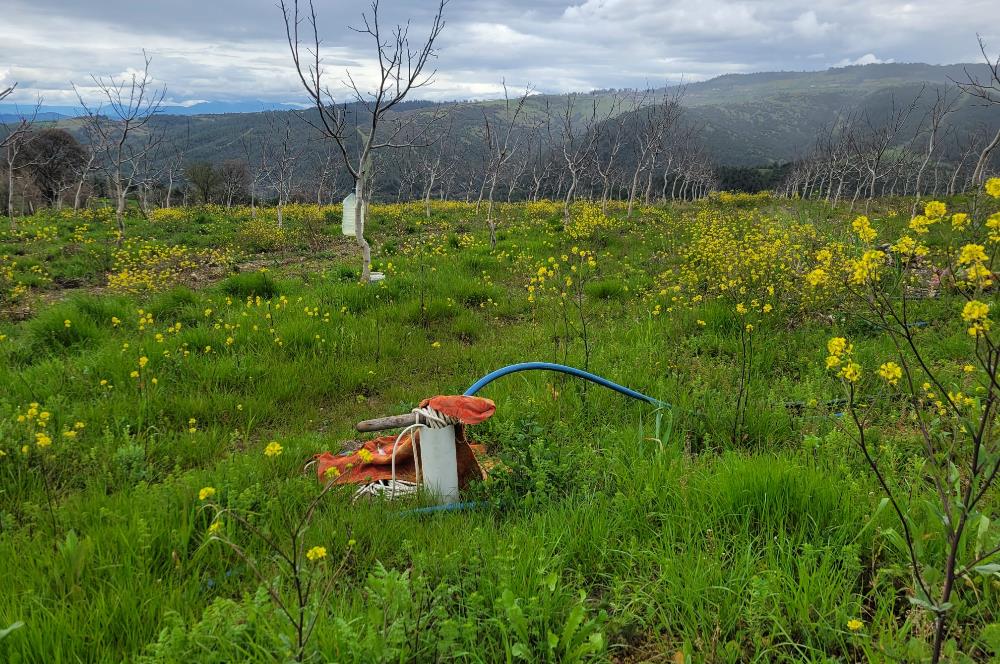 C21 BAL'DAN DİŞBUDAK'TA 13321 M2 ASFALTA CEPHE SATILIK CEVİZLİK