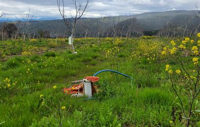 C21 BAL'DAN DİŞBUDAK'TA 13321 M2 ASFALTA CEPHE SATILIK CEVİZLİK