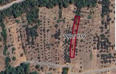 Bodrum Mazı'da yatırım değeri yüksek satılık tarla