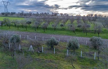 C21 LOCA' DAN ALTIEYLÜL KÖYLÜ MAHALLESİNDE 700M2 SATILIK BAĞ