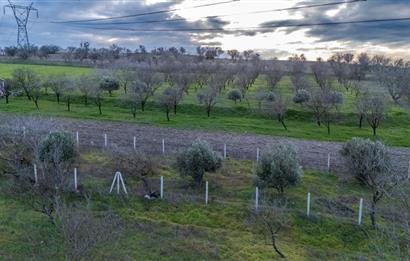 C21 LOCA' DAN ALTIEYLÜL KÖYLÜ MAHALLESİNDE 700M2 SATILIK BAĞ