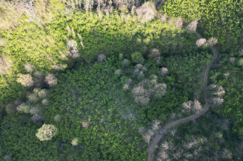 CENTURY21'DEN ORDU MEDRESEÖNÜ FINDIK BAHÇESİ FIRSATI!!