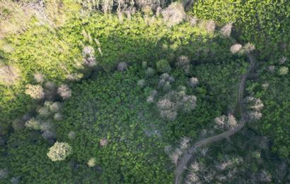 CENTURY21'DEN ORDU MEDRESEÖNÜ FINDIK BAHÇESİ FIRSATI!!