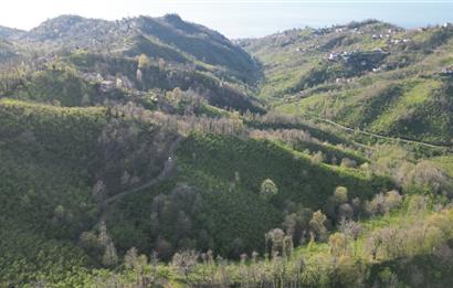 CENTURY21'DEN ORDU MEDRESEÖNÜ FINDIK BAHÇESİ FIRSATI!!