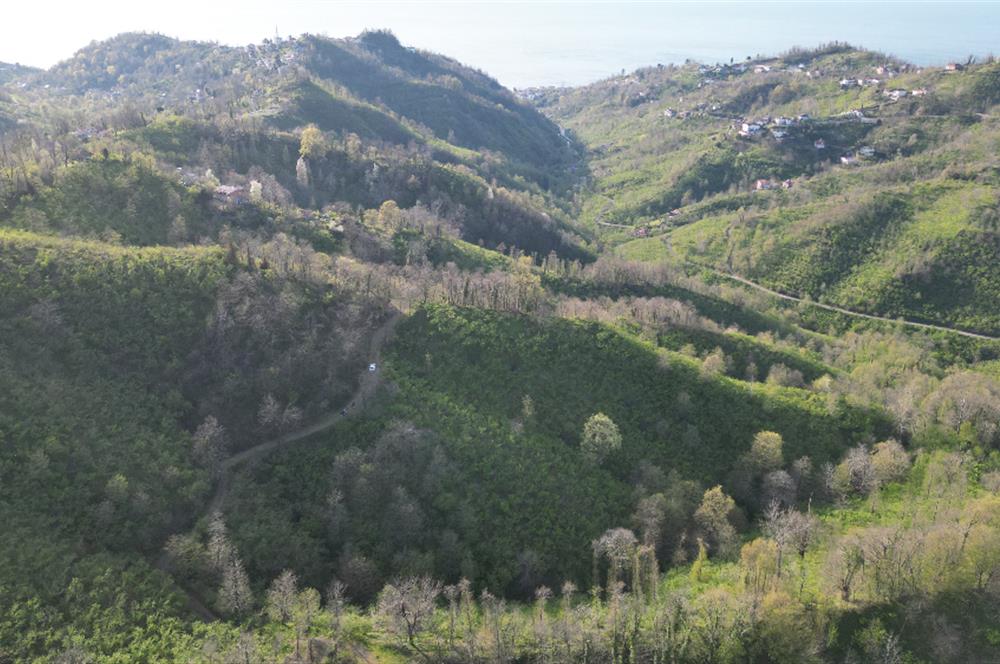 CENTURY21'DEN ORDU MEDRESEÖNÜ FINDIK BAHÇESİ FIRSATI!!