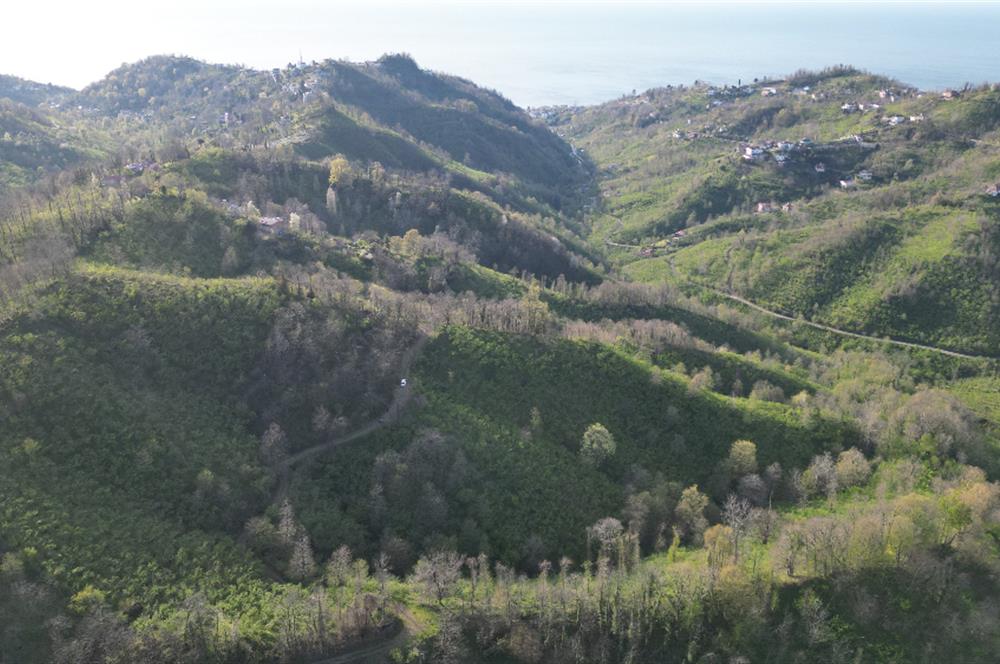 CENTURY21'DEN ORDU MEDRESEÖNÜ FINDIK BAHÇESİ FIRSATI!!