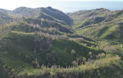 CENTURY21'DEN ORDU MEDRESEÖNÜ FINDIK BAHÇESİ FIRSATI!!