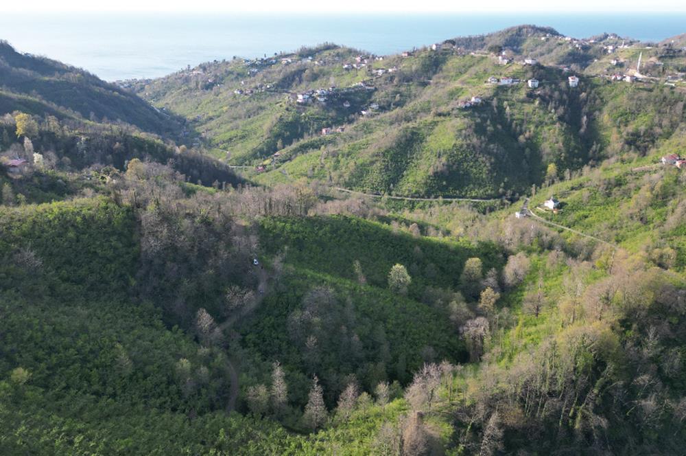 CENTURY21'DEN ORDU MEDRESEÖNÜ FINDIK BAHÇESİ FIRSATI!!