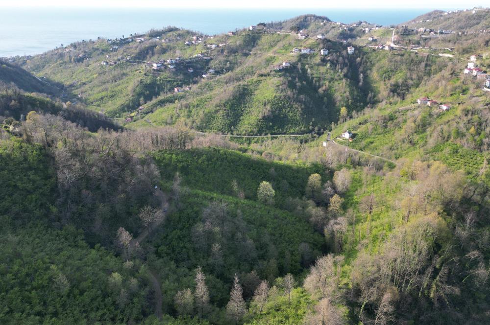 CENTURY21'DEN ORDU MEDRESEÖNÜ FINDIK BAHÇESİ FIRSATI!!