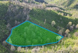 CENTURY21'DEN ORDU MEDRESEÖNÜ FINDIK BAHÇESİ FIRSATI!! - 1 - 33593