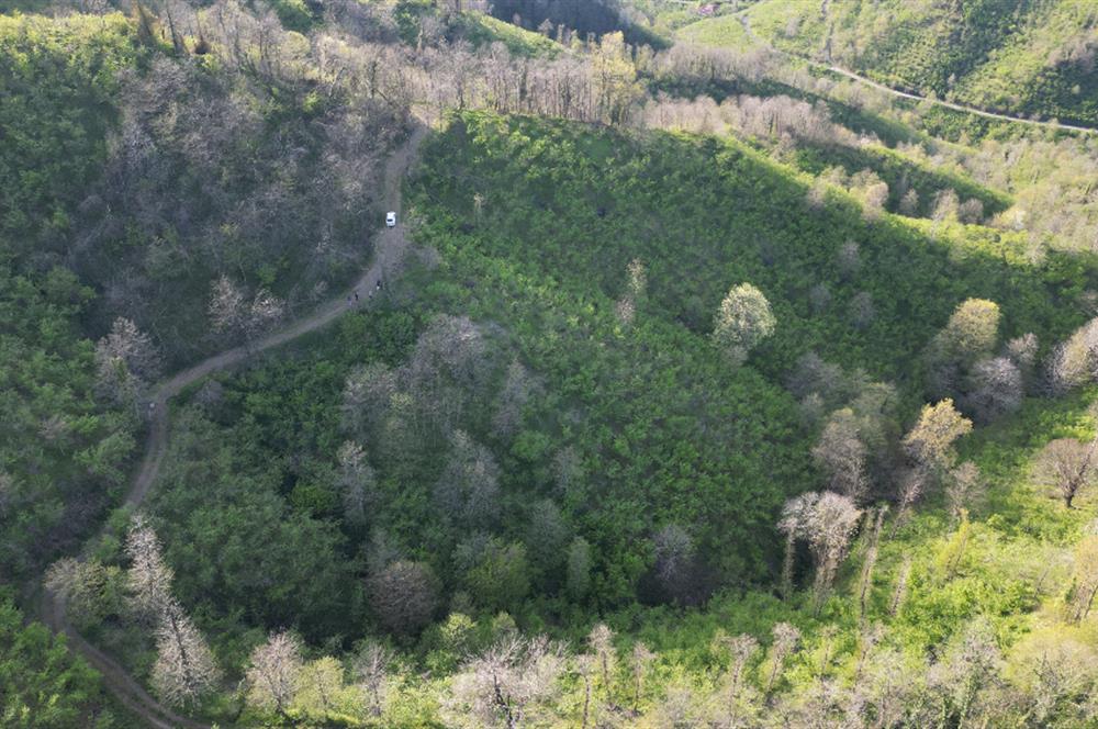 CENTURY21'DEN ORDU MEDRESEÖNÜ FINDIK BAHÇESİ FIRSATI!!